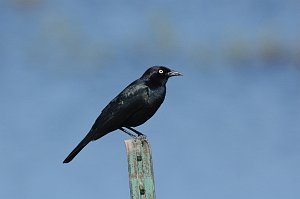 Blackbird, Brewer's, 2015-06039295 Monte Vissta NWR, CO